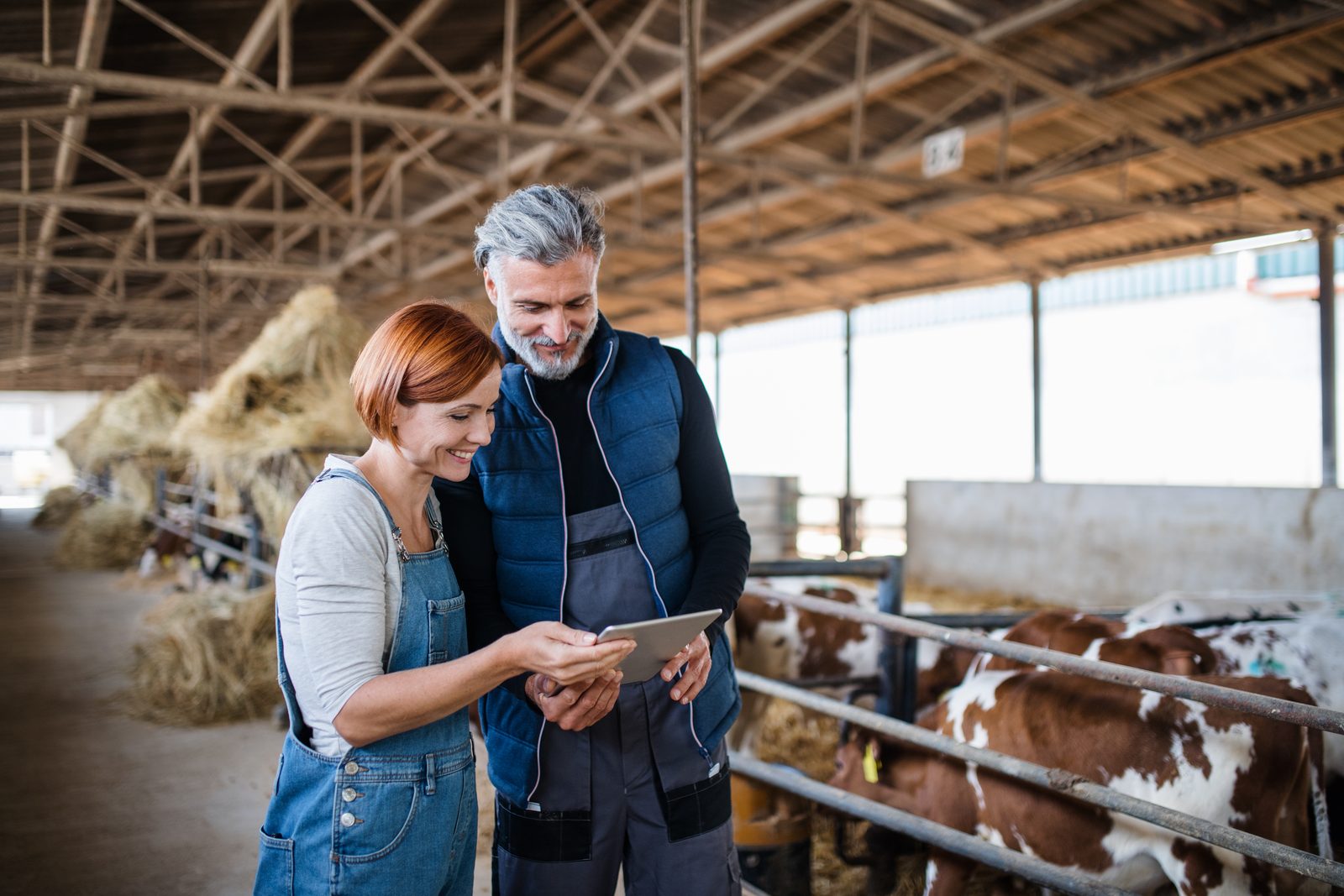 A nutrition advisor with a farmer in a dairy barn