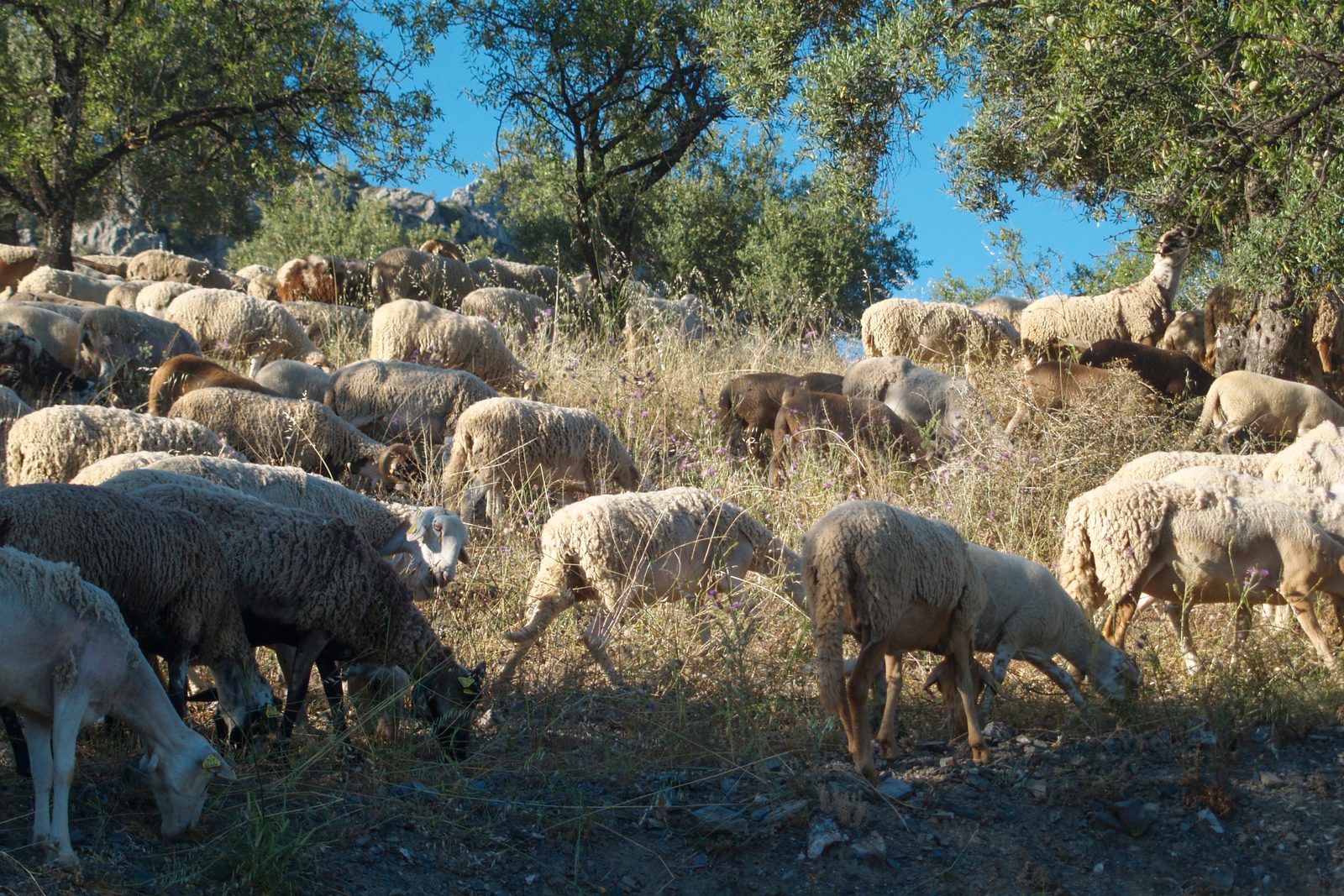 A flock of sheep grazing among olive trees on a Mediterranean hillside